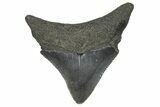 Serrated, Posterior Juvenile Megalodon Tooth - South Carolina #360938-1